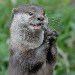 Otter 180508